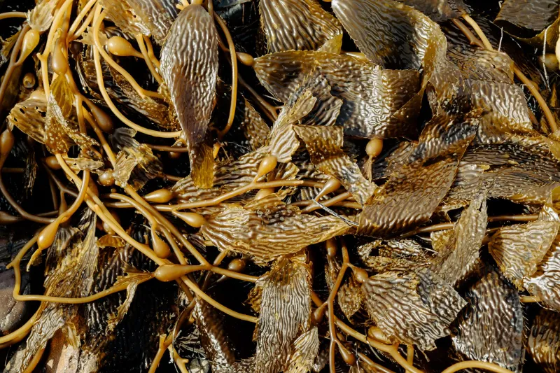 Green Gold from the Sea: How Seaweed Became the Ingredient American Home Cooks Can't Ignore
